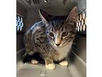 Cumin Domestic Shorthair Young Male