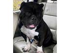 CHONKERS English Bulldog Adult Male