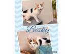 Bisky Domestic Shorthair Young Female