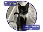Crane Domestic Shorthair Kitten Male