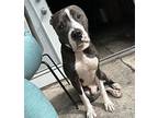 Joey Fishsticks American Pit Bull Terrier Puppy Male