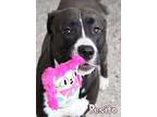 Besito American Pit Bull Terrier Adult Male