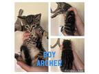 Archer Domestic Shorthair Young Male
