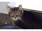 Smokey Domestic Shorthair Senior Male