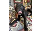 Turvey Labrador Retriever Puppy Female