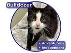 Bulldozer Domestic Shorthair Kitten Male