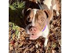 Whisper American Staffordshire Terrier Young Female