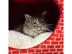 Ruby Domestic Longhair Adult Female