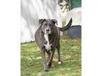 Gabby Cocoa Adoption Center) Catahoula Leopard Dog Adult Female