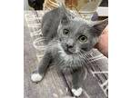 Aquarius Domestic Shorthair Kitten Female