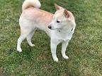 Dahlia Shiba Inu Adult Female