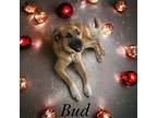 Bud Labrador Retriever Adult Male