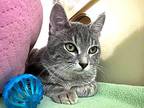 Bernadette Domestic Shorthair Kitten Female