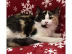 6554 Angel Domestic Longhair Kitten Female