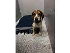 Pepper Beagle Adult Male