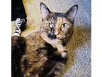 Salt Domestic Shorthair Adult Female