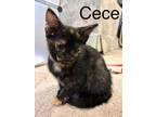 CeCe Domestic Shorthair Kitten Female