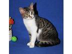 Columbia (Spayed) Domestic Shorthair Young Female