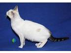 Miami (Spayed) Domestic Shorthair Young Female