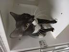 Pepper Domestic Shorthair Adult Male