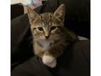 Winona Domestic Shorthair Kitten Female
