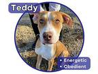 Teddy Puppy Male