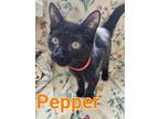 Pepper Domestic Shorthair Kitten Male