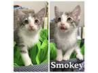 Smokey Domestic Shorthair Young Male