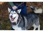 Sheba Alaskan Malamute Adult Female