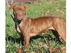 Precious American Pit Bull Terrier Young Female