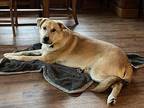 PRINCE Labrador Retriever Adult Male