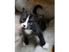 Boo Domestic Shorthair Kitten Male