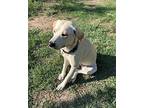 Snowflake Labrador Retriever Young Female