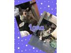 Lana Domestic Shorthair Kitten Female