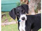 Kenny (Cocoa Adoption Center) Hound (Unknown Type) Adult Male