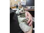 Brynleigh Domestic Shorthair Young Female