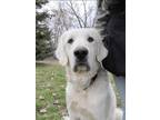 Oscar Great Pyrenees Adult Male