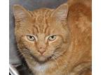 Ducky Domestic Shorthair Adult Male