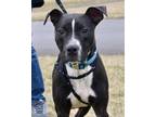 Oliver American Pit Bull Terrier Adult Male