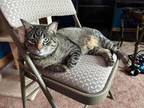 Gracie Domestic Shorthair Adult Female