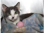 Sheva (Spayed) Domestic Shorthair Adult Female