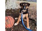 Rollie Mixed Breed (Medium) Puppy Male