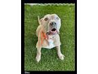 Bleu Staffordshire Bull Terrier Senior Male