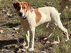 Kingsley Foxhound Young Male
