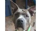 Adopt Kane in Gloucester VA a Pit Bull Terrier