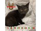 Adopt Rudolph a Domestic Medium Hair