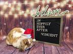 Adopt Vincent a Lop Eared