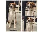 Adopt Snickers a Foxhound