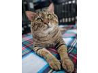 Adopt Rocky (Cocoa) Handsome Tabby Cat Who Loves to Sit in Laps and Get Pets