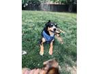 Adopt Antoine a Australian Cattle Dog / Blue Heeler